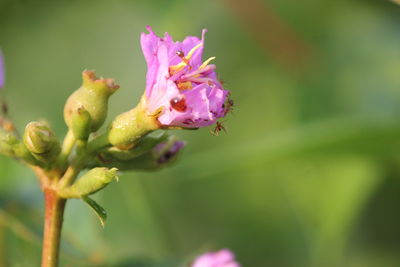 Close-up of pink flowering plant
