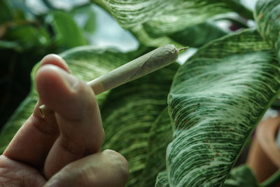 Close-up of hand holding plant