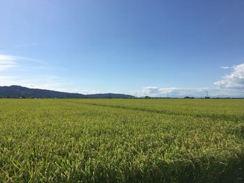 Scenic view of field against blue sky