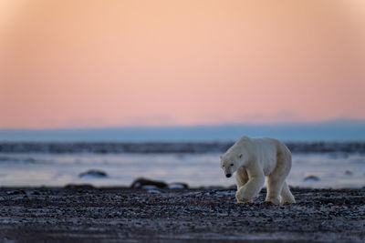 Polar bear crosses tundra under orange sky