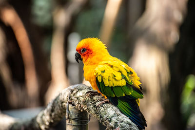 Parrot perching on branch