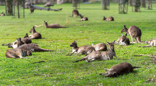 Flock of sheep on field