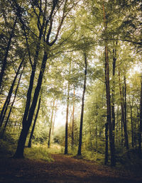 Trees in forest