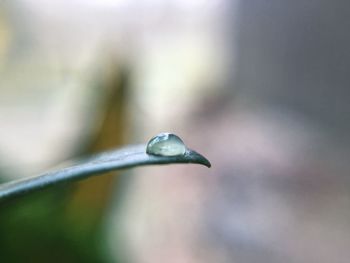 Close-up of plant against blurred background