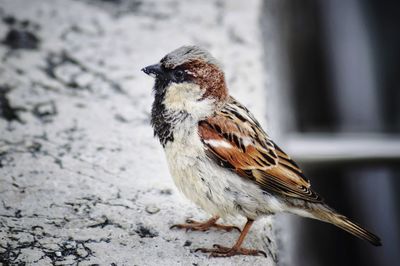 Close-up of bird perching on snow