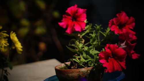 Close-up of pink flowering plant