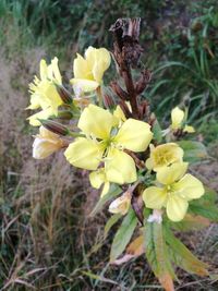 Close-up of yellow flowers