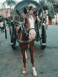 Horse cart on street in city
