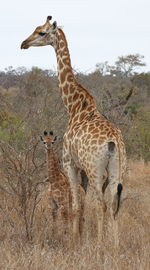 animal