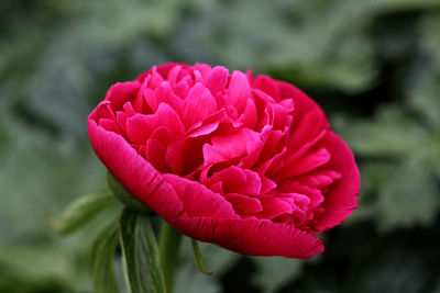 Close-up of pink rose flower