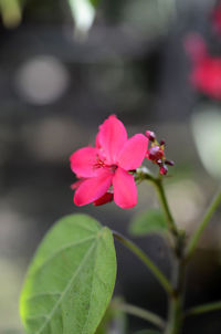 Close-up of pink frangipani blooming outdoors