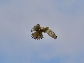 Low angle view of buzzard flying against sky