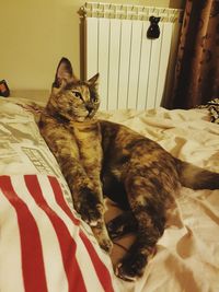 Portrait of a cat resting on bed