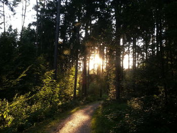 Sun shining through trees in forest