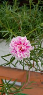 High angle view of pink flowering plant