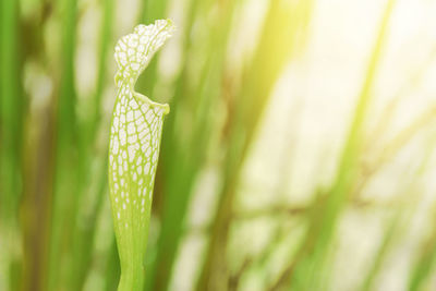 Close-up of green grass on field