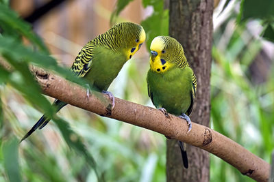 Bird perching on branch