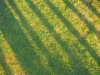 High angle view of yellow shadow on field