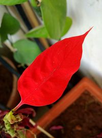 Close-up of red flower