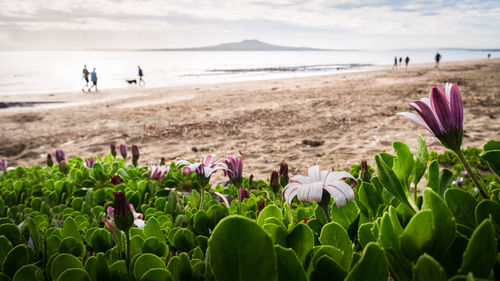 Close-up of purple flowering plants at beach against sky