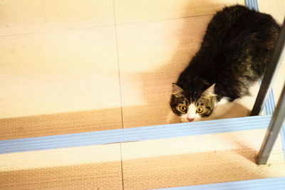 High angle portrait of cat on tiled floor