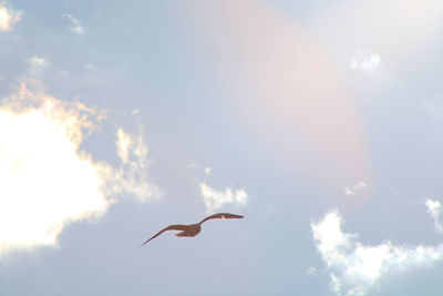 Low angle view of seagulls flying in sky