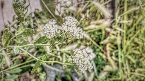 Close-up of white flowers