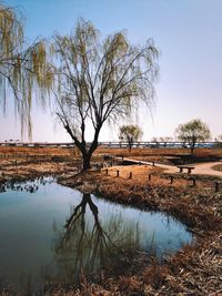 Reflection of trees in lake