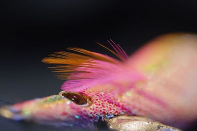 Close-up of multi colored flowers against blurred background