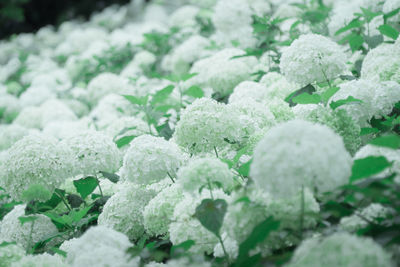 Full frame shot of frozen plants