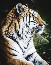 Close-up of a cat looking away