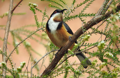 Close-up of bird perching on branch