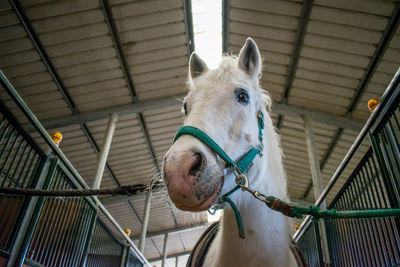 Low angle view of horse in stable