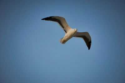 Low angle view of seagull flying in sky