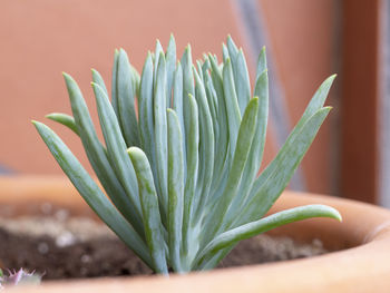 Close-up of succulent plant