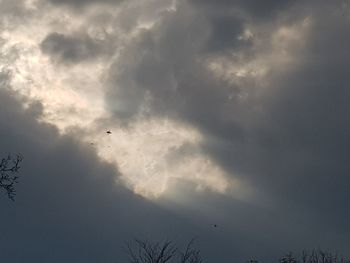 Low angle view of bird flying in sky