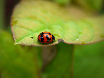 Close-up of ladybug on leaf