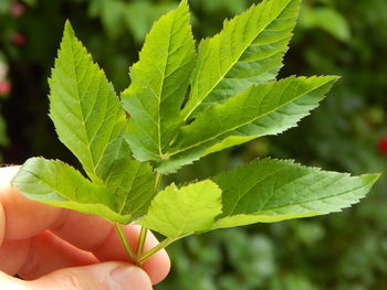 Close-up of hand holding leaves