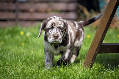 Portrait of dog on field