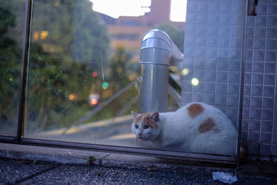 Cat seen through glass in city