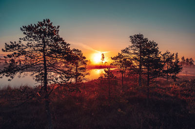 Silhouette trees on field against sky during sunset