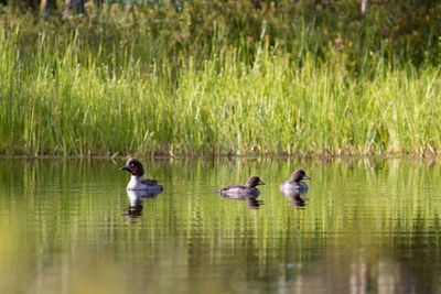 Ducks swimming in a lake