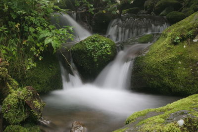 Scenic view of waterfall in forest