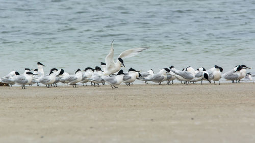 Flock of seagulls on beach