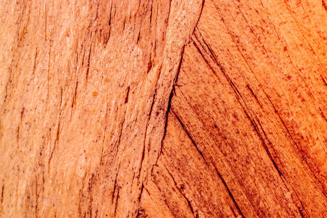 FULL FRAME SHOT OF WOOD WITH TREE