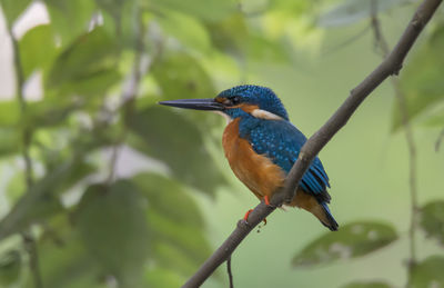 Bird perching on branch