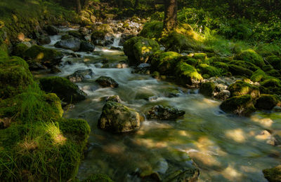 Stream flowing through rocks in forest