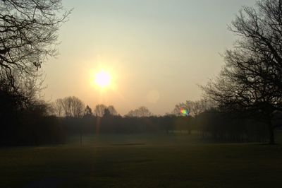 Sun shining through trees on grassy field