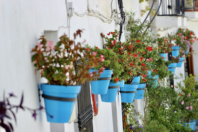 Potted plants hanging on clothesline