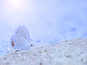 Close-up of butterfly on sand